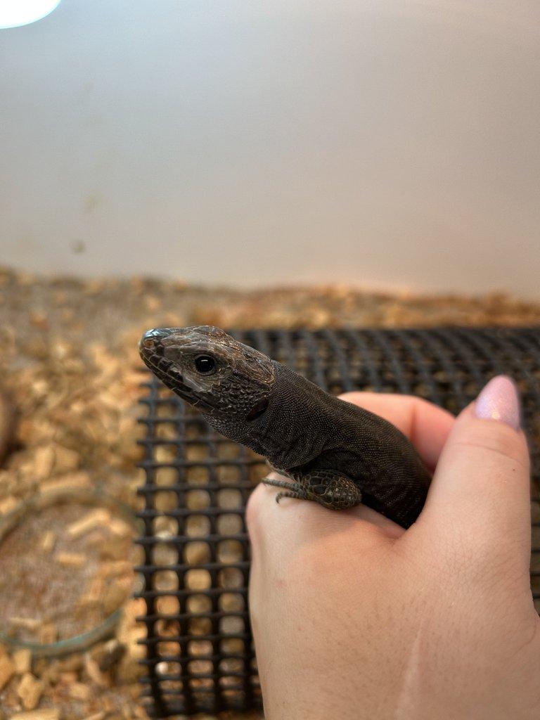 Timon lepidus melanistic 1.2