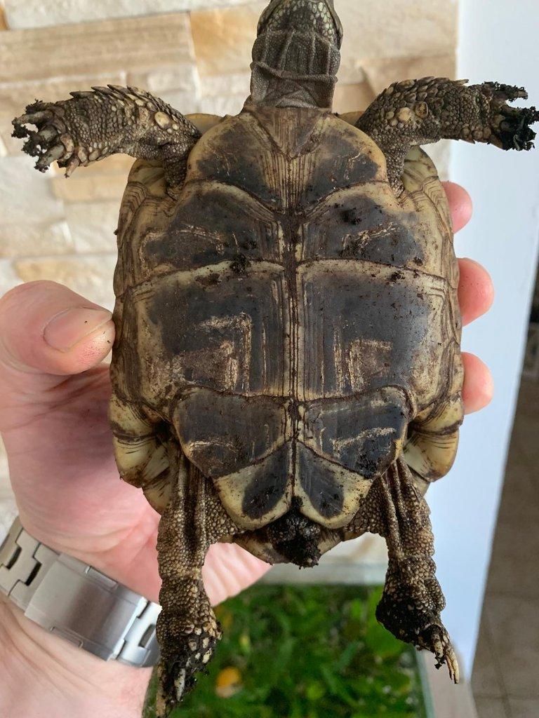 Testudo Hermani skupina