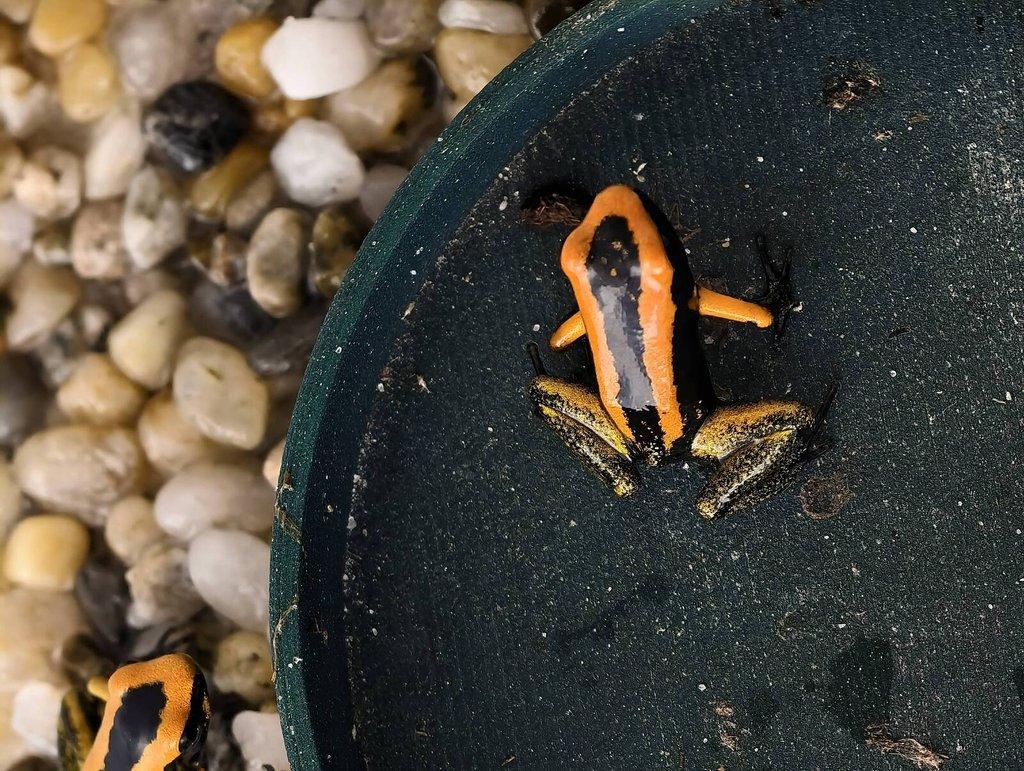 Dendrobates azureus, Phyllobates bicolor