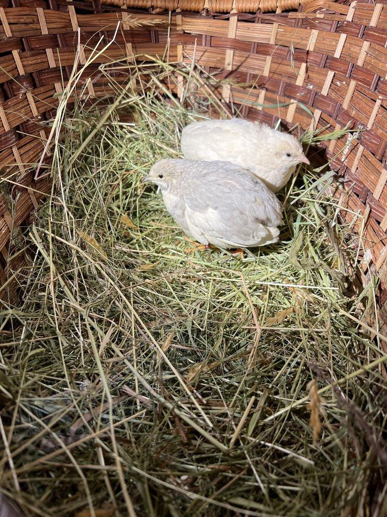 Křepelka čínská - Pár