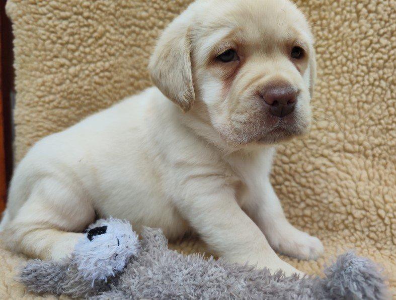 Nabídka štěněte labradorského retrievera