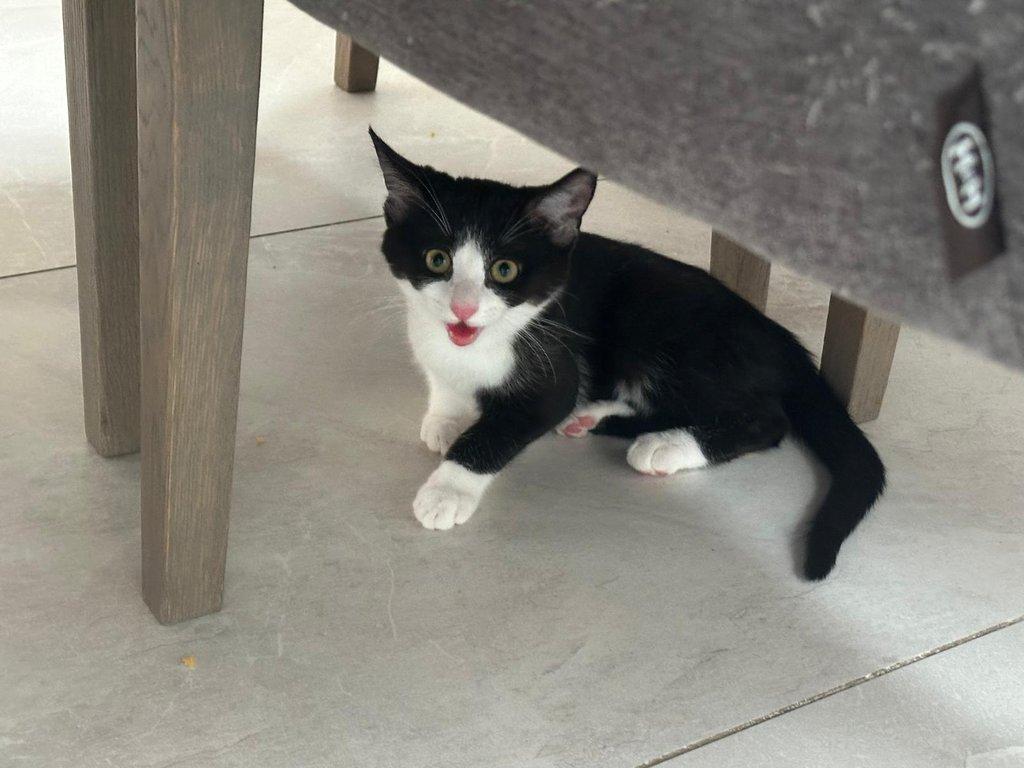 Opuštěné kočičí holčičky