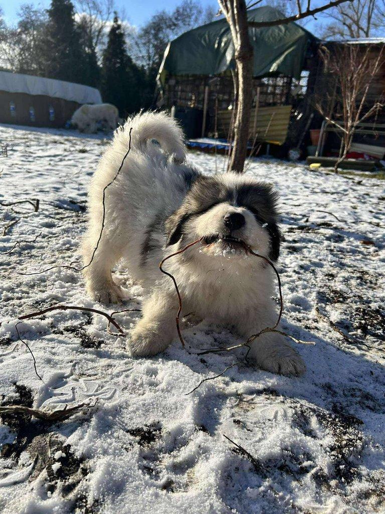 Pyrenejský horský pes