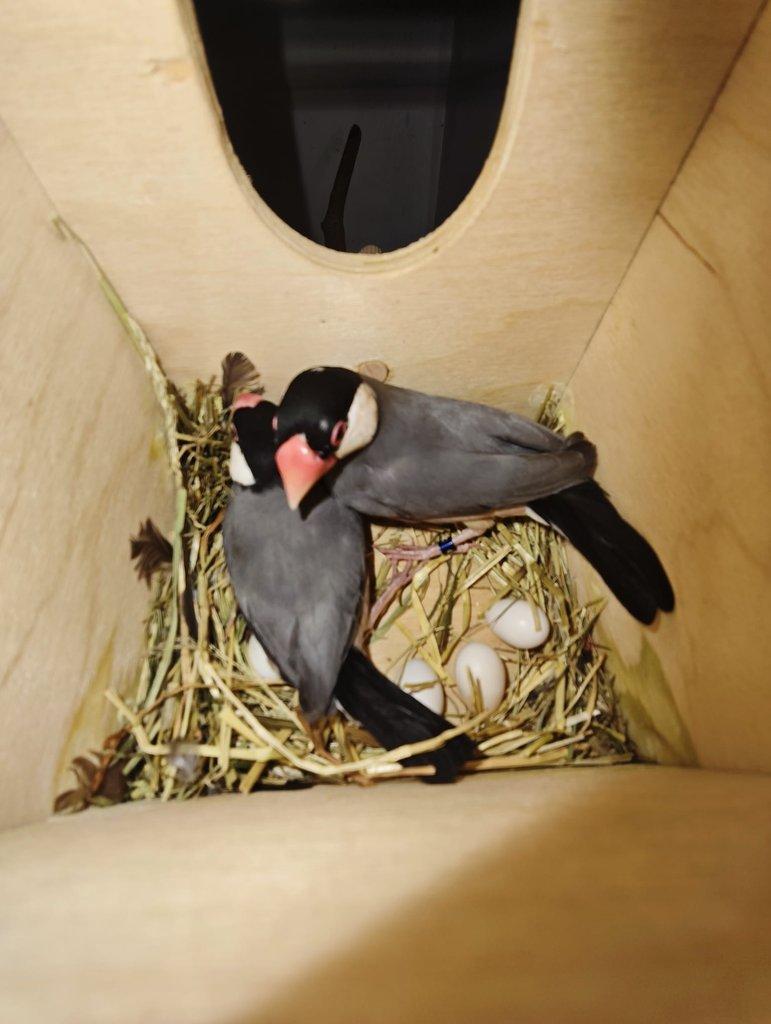 Rýžovník šedý pár