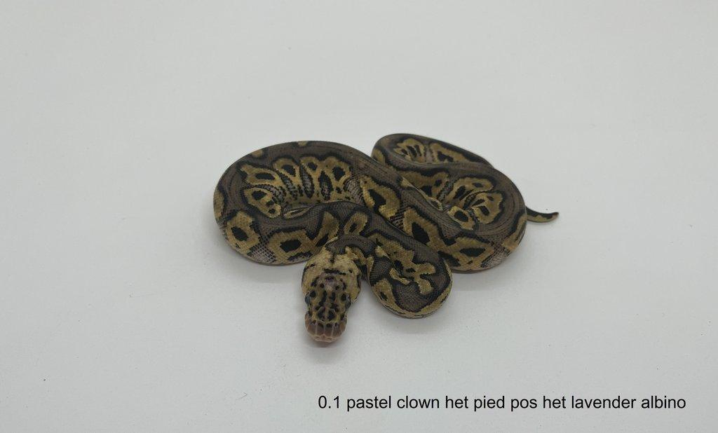 Krajta královská (Python regius)