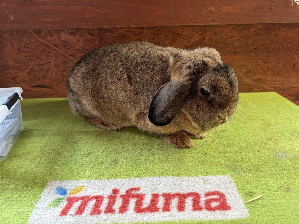 Zakrslý Beran divoce zbarvený