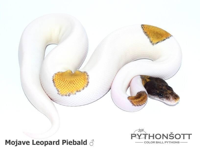 !!! UPRAVENÉ CENY !!! Krajta královská - mláďata