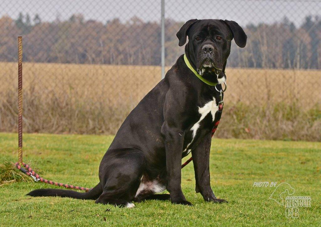 Darujeme nalezeného křížence Cane Corso