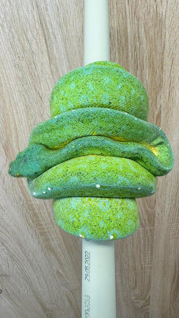 Leiopython albertisii,meridionalis