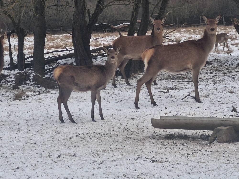 Hospodářská zvířata