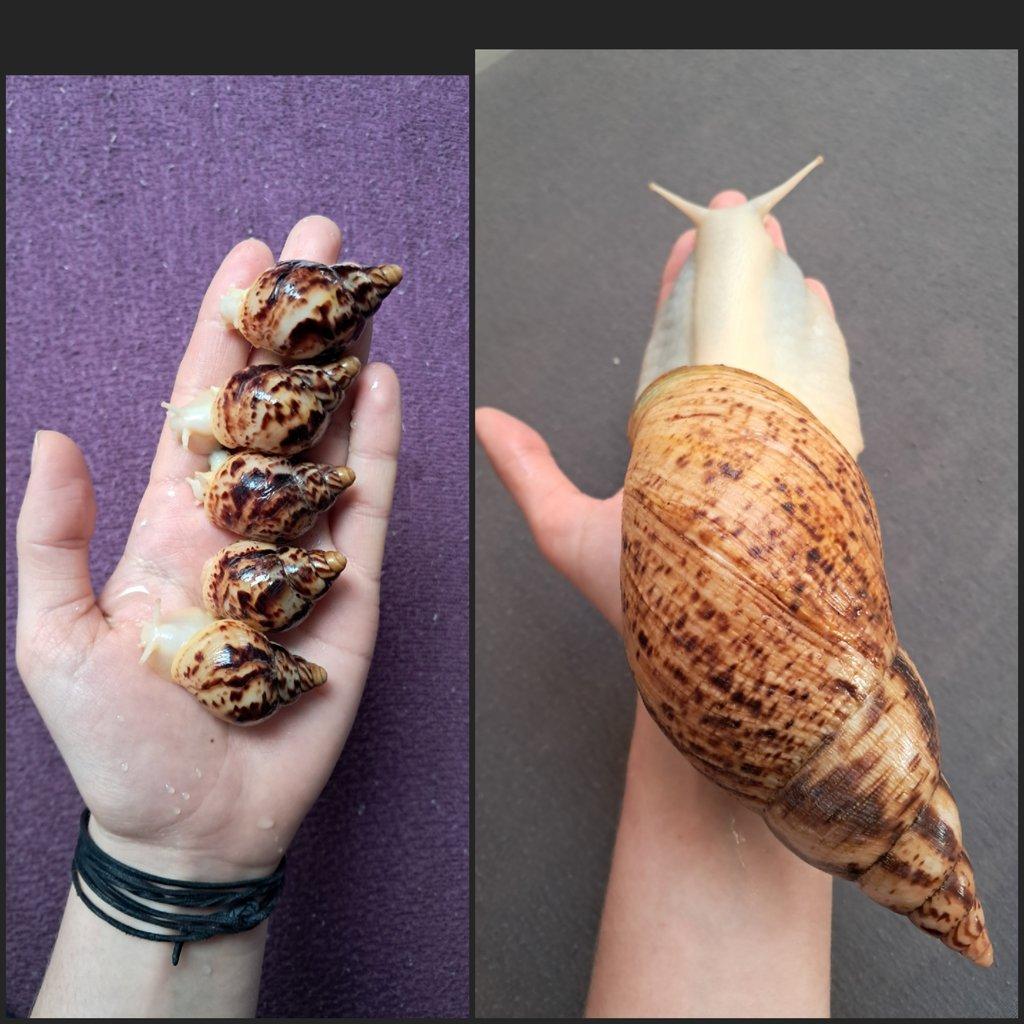 Lissachatina reticulata albino body - africký šnek