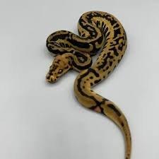 Koupím samičku krajty královské