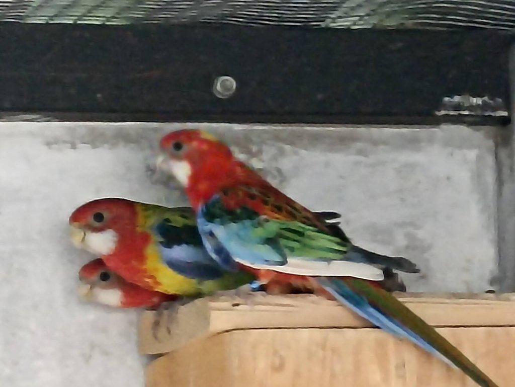 Rosely pestré -modrá, černá.