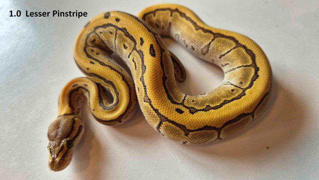 Krajta královská - prodám vlastní odchov 2023 - 2025