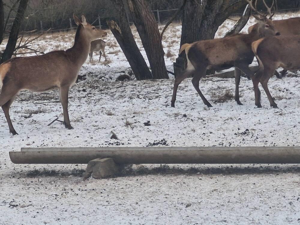 Hospodářská zvířata