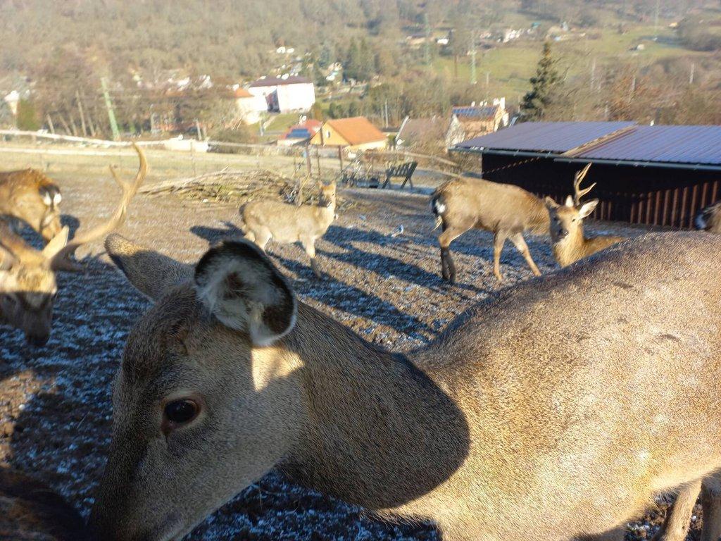 Jelen sika Dybowského