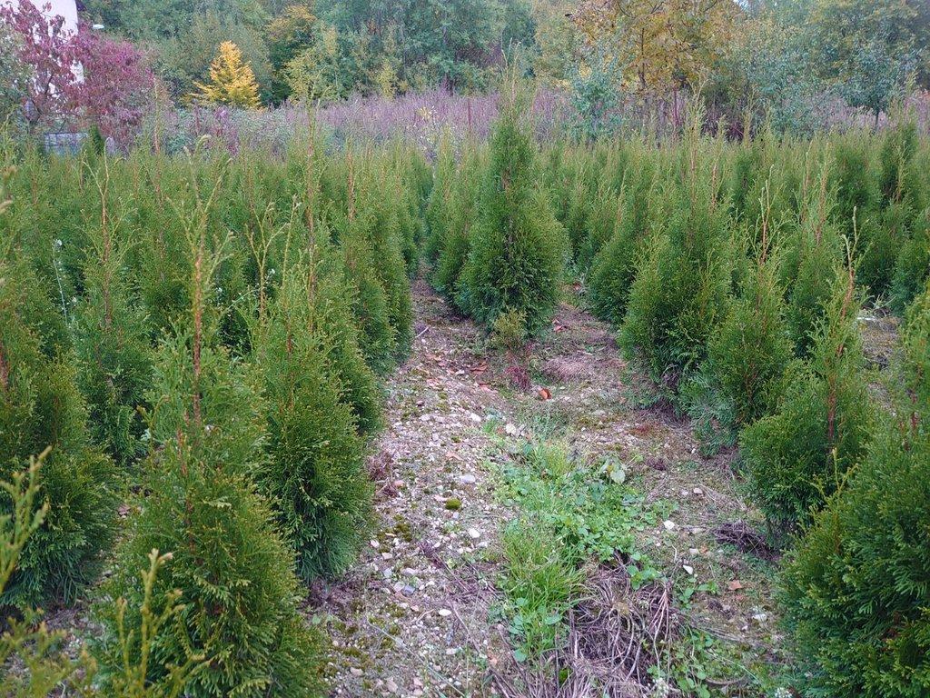 Jaro 2026 Thuje Smaragd na živý plot