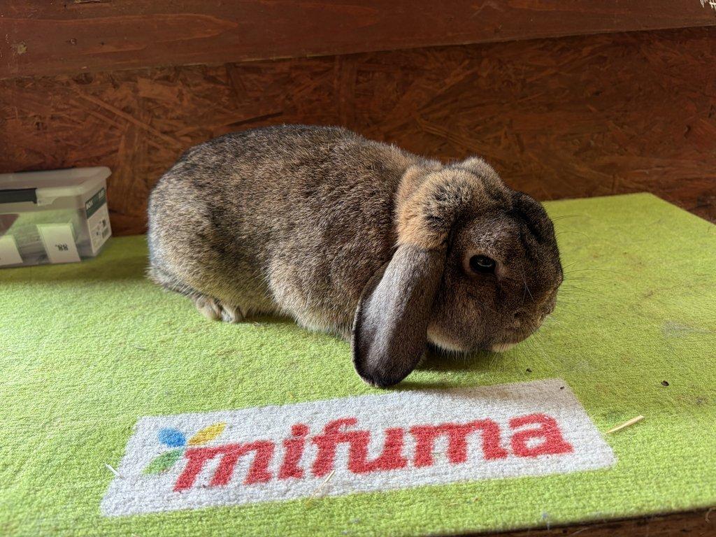 Zakrslý Beran divoce zbarvený