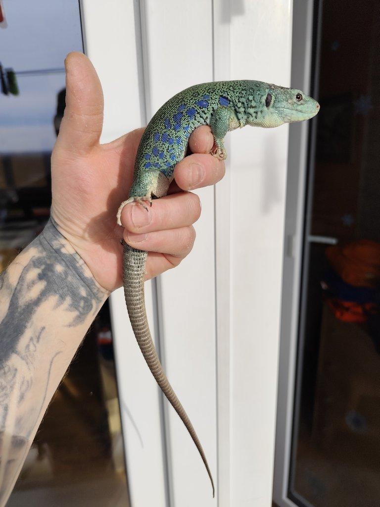 1.1 Timon lepidus Blue