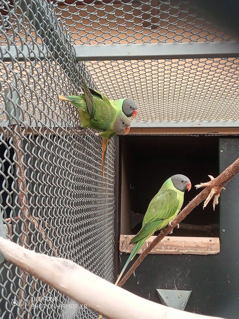 Alexandr černohlavý