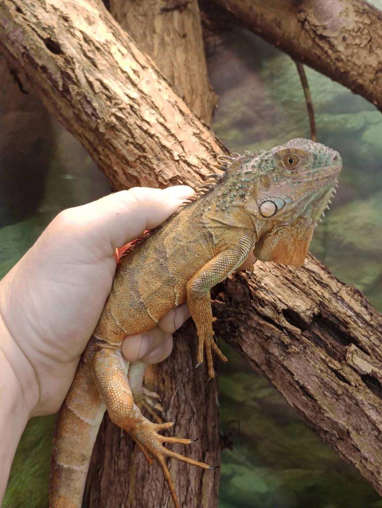 Červený leguán (Iguana iguana)