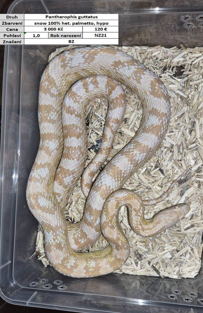 Pantherophis guttatus