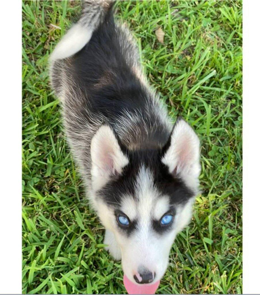 Sibiřský husky na prodej s PP