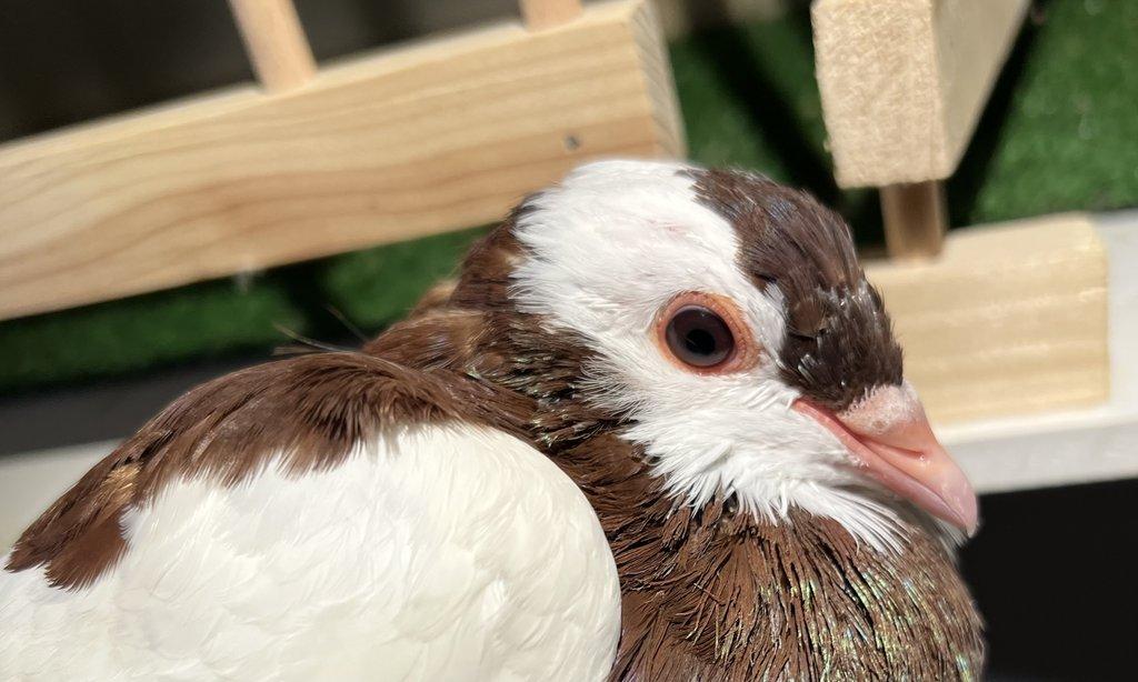 Český stavák červený Sedlatý- Holoubata