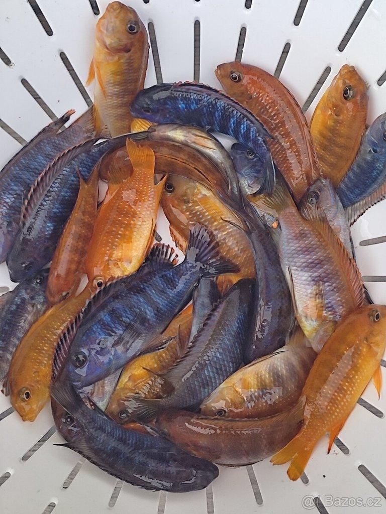 TLAMOVCI TANGANIKA MALAWI