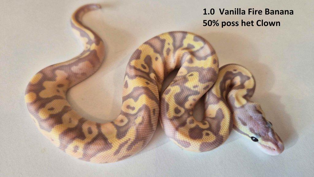 Krajta královská - prodám vlastní odchov 2023 - 2025