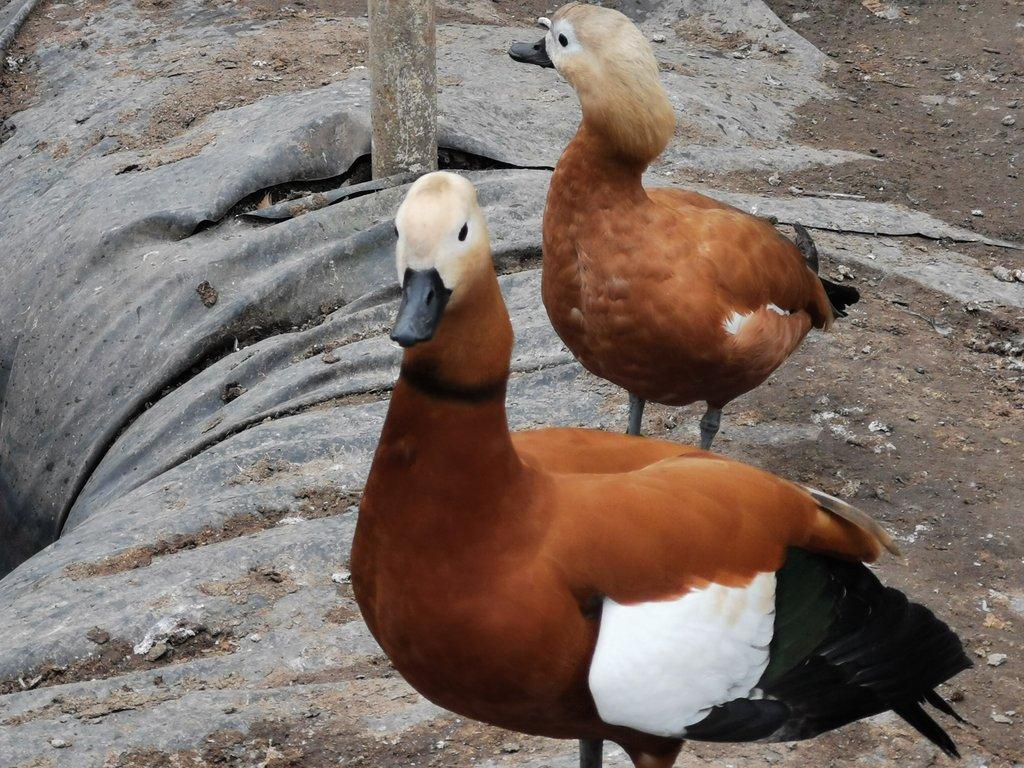 Prodám husice rezavé