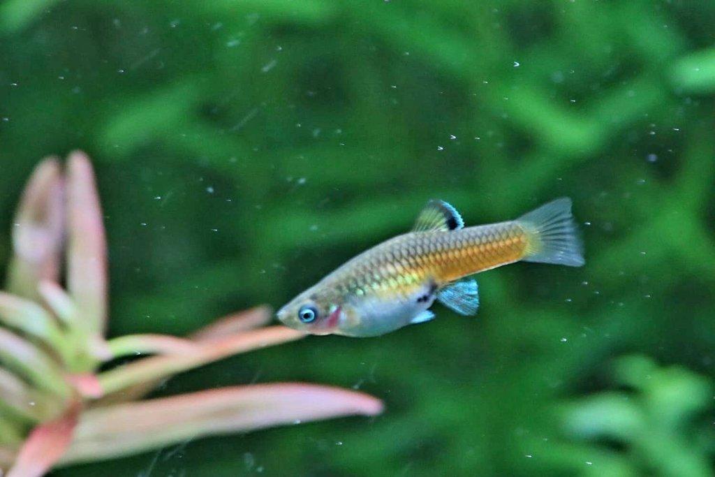 Krátkotělka Kostarická (Phallichthys Tico)