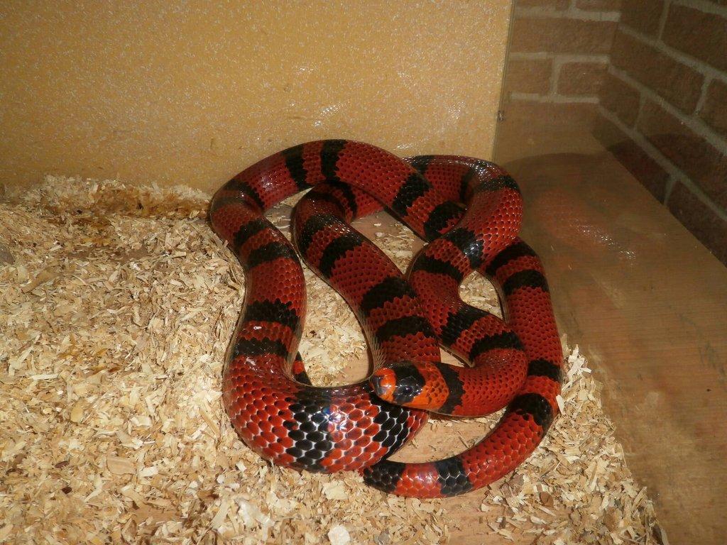 Korálovka honduraská /Lamprop,tr,hondurensis