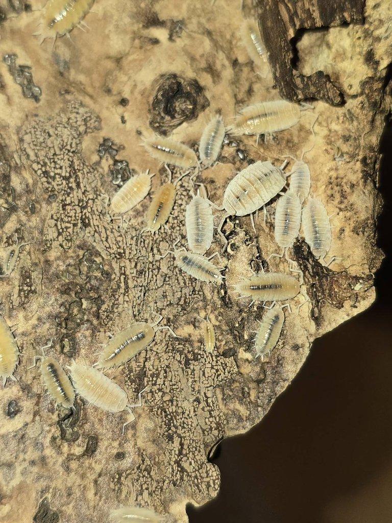 Porcellionides pruinosus white