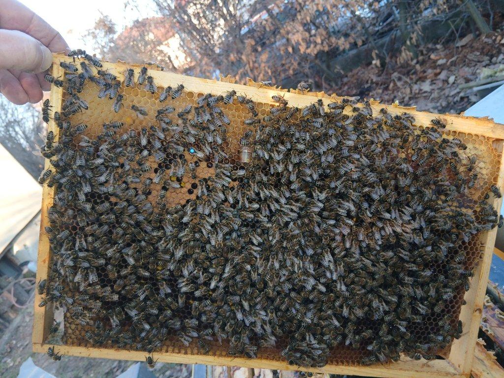 vyzimovaná včelstva - oddělky 39x24