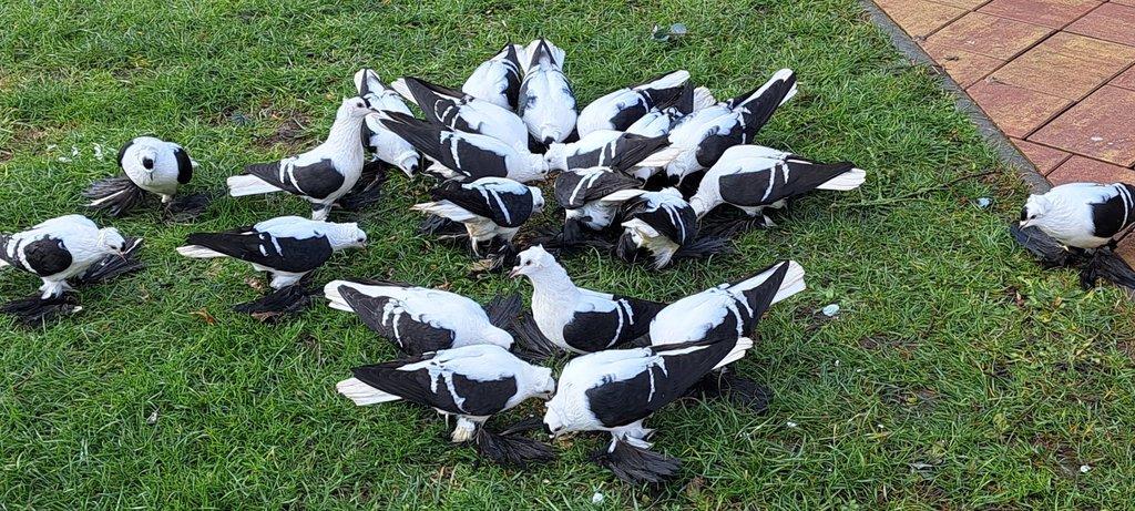 česká čejka rousná černá bělopruhá,