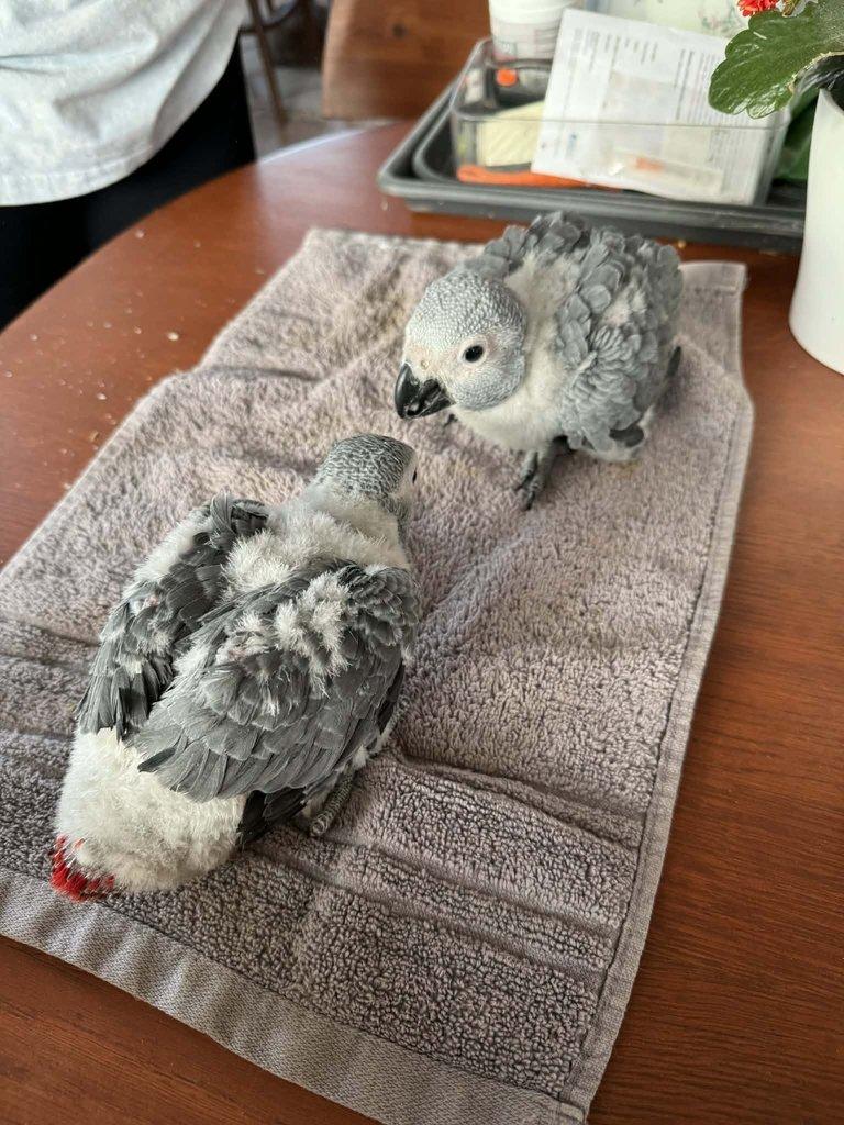 Prodám samičky Žako kongo