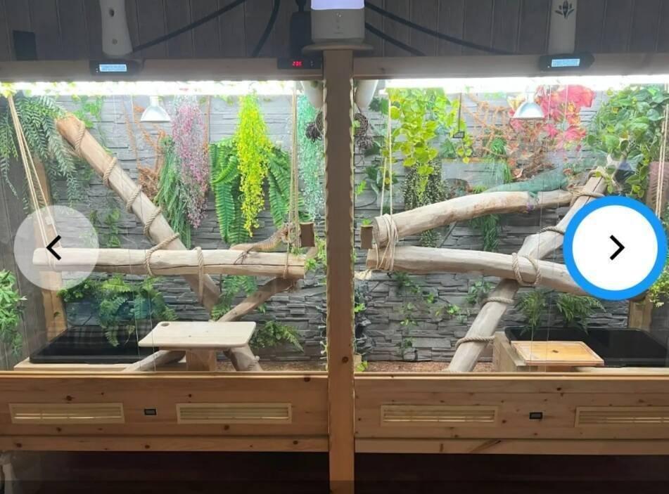 1,2 leguán zelený včetně terária.