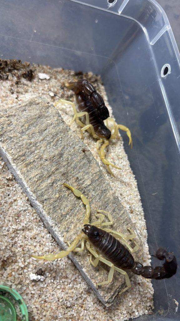 Parabuthus schlechteri