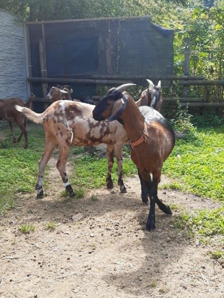 Anglonubijská koza podílová s POP