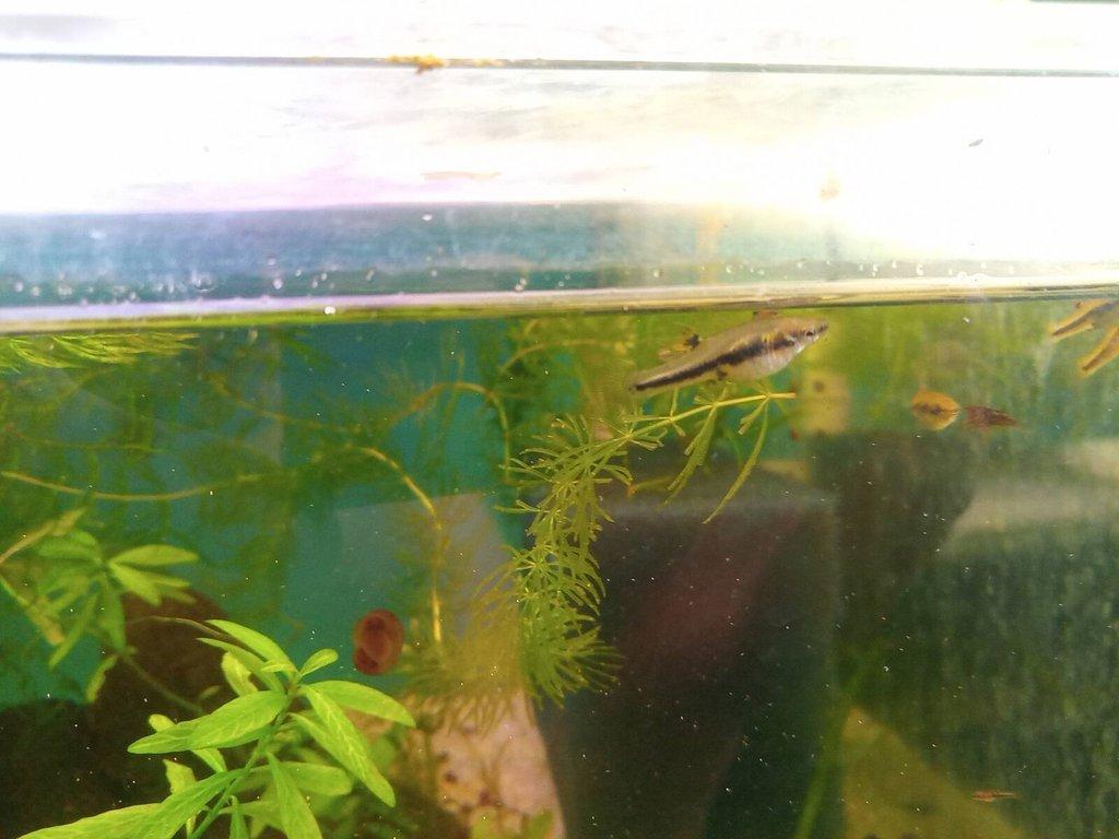 Prodám heterandria formosa