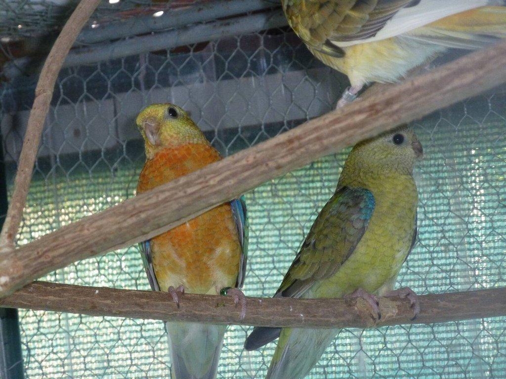 Prodám papoušek zpěvavý