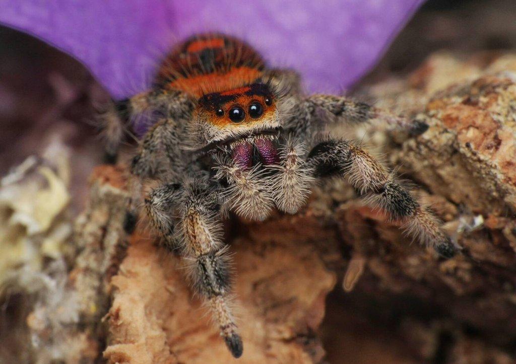 Phidippus regius Everglades - skákavka královská