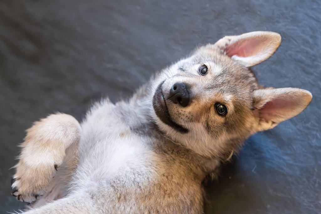 Československý vlčák - štěně s PP TOP prac.spojení