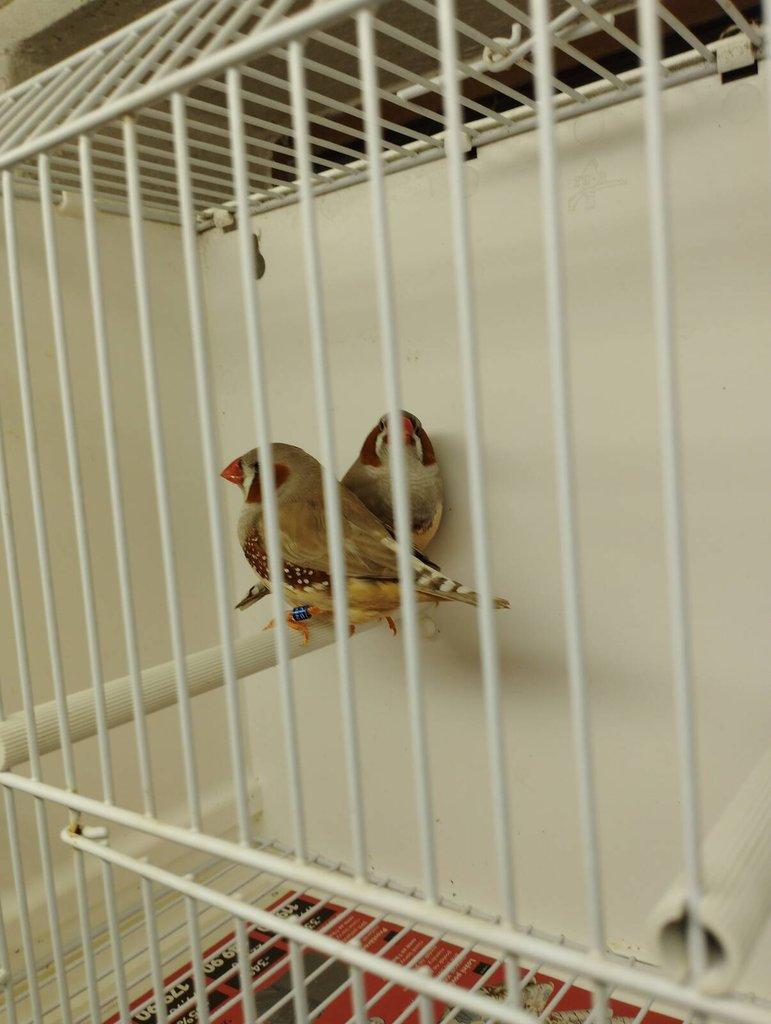 Zebřičky a stříbrozobky