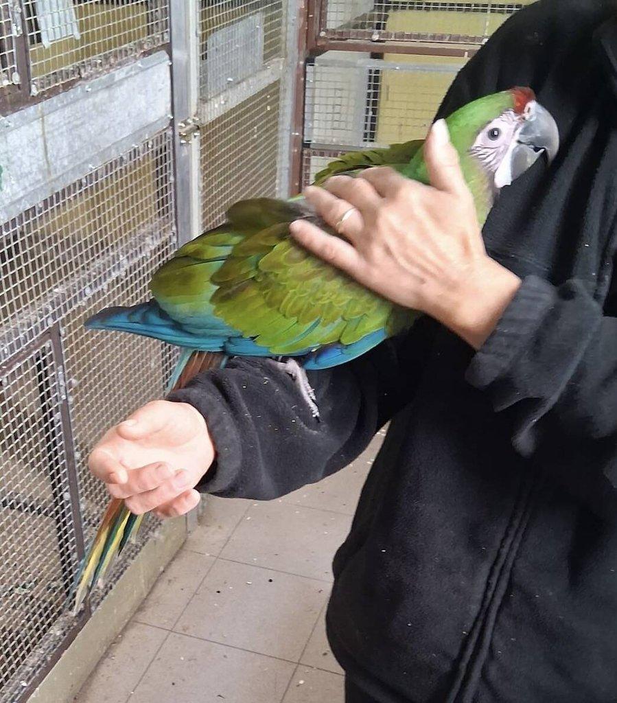 Ara vojenský (militaris)