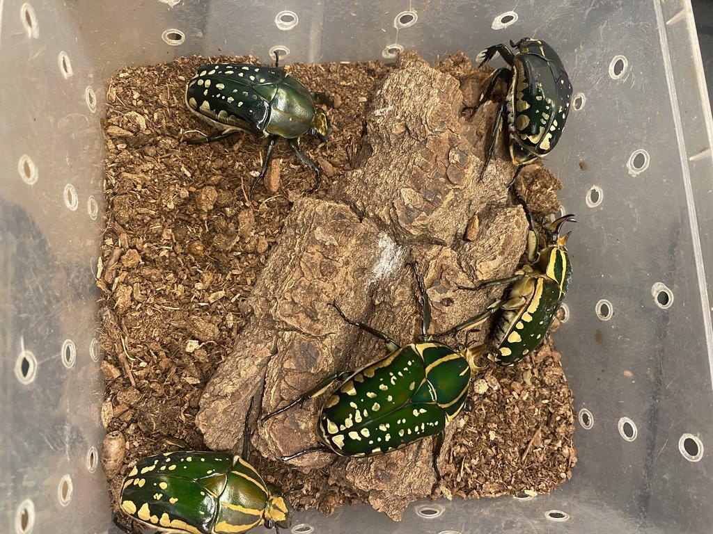 Brouci Mecynorrhina Polyphemus