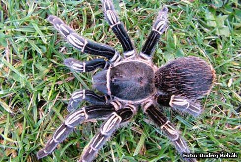 Aphonopelma seemanni