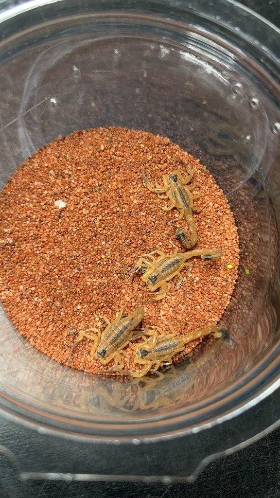 Štíři - vánoční akce do 15.12.