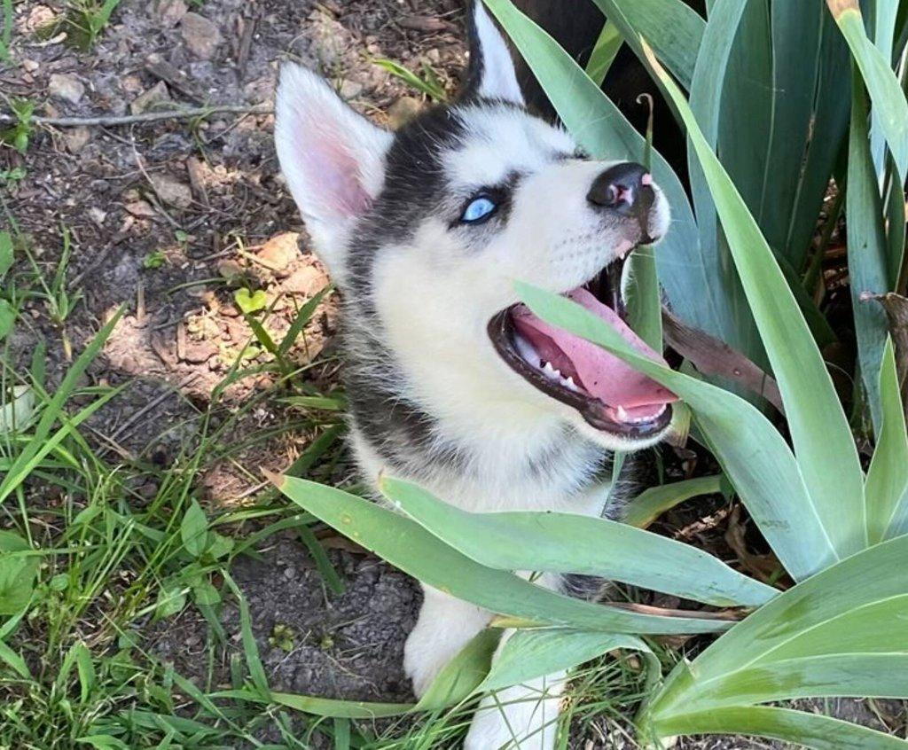 Sibiřský husky štěňátka